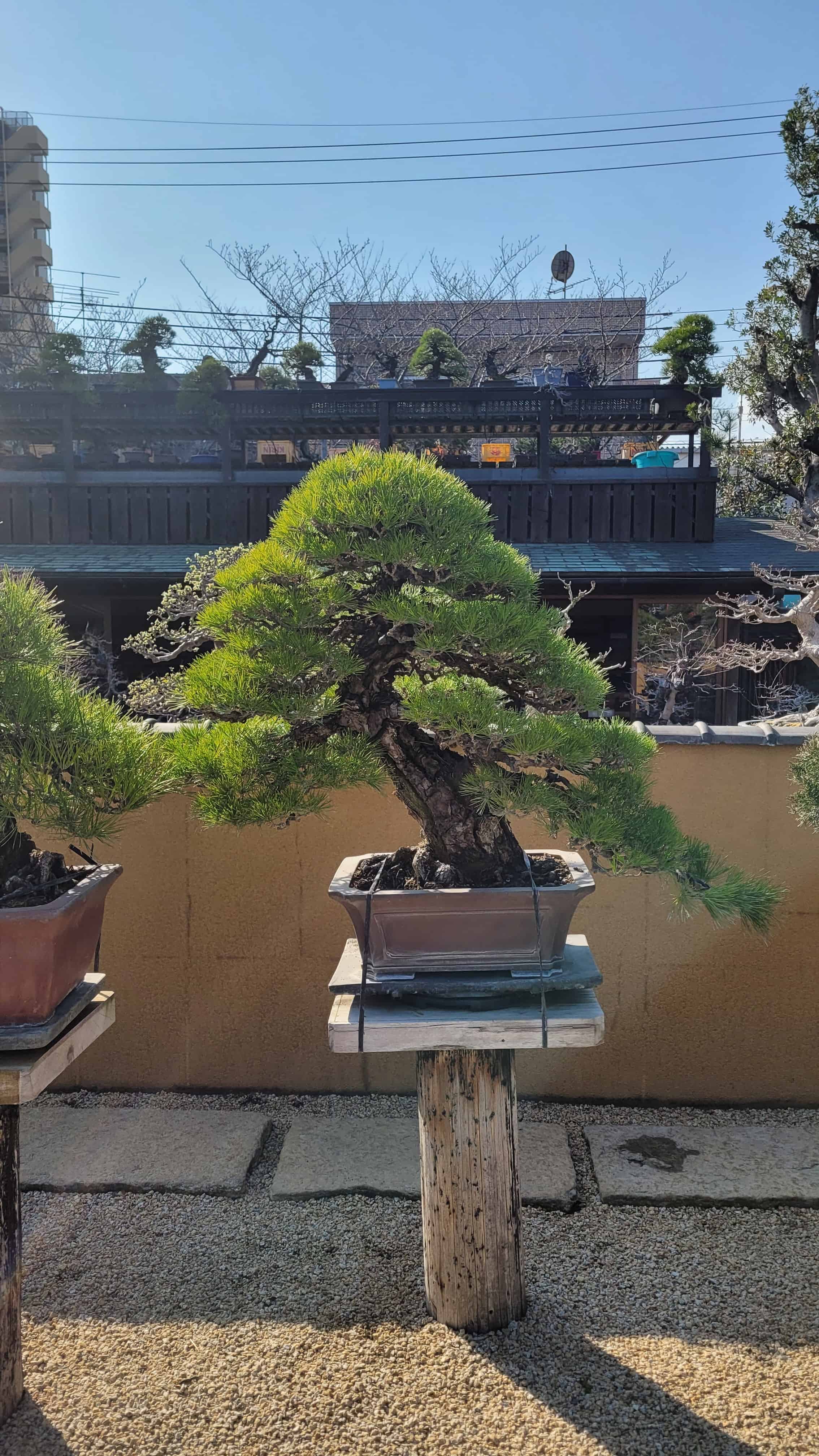 A pine bonsai tree from kobayashi in Japan